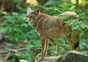 Canis latrans